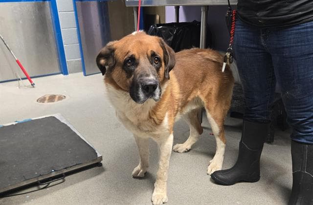 Loki - Saint Bernard