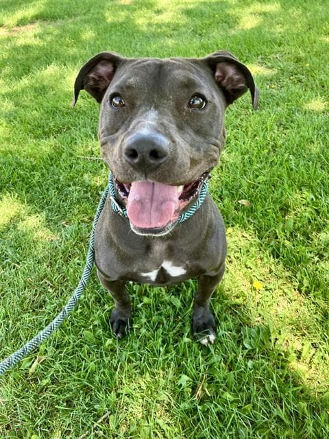 Lyla - Pit Bull Terrier