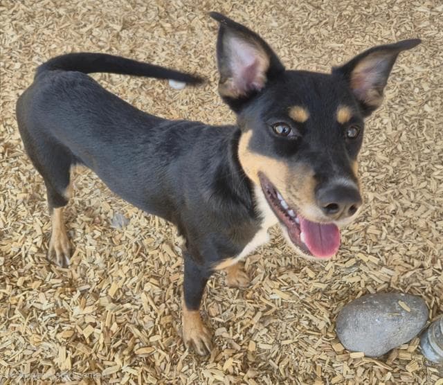 Micky - German Shepherd Dog