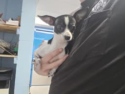 Chiquita image 1