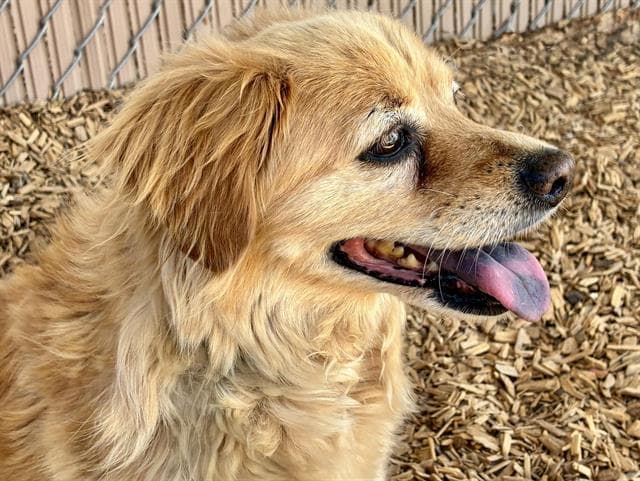 Sally - Field Spaniel