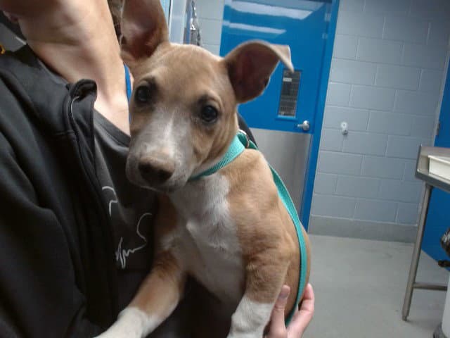 Tristan - American Pit Bull Terrier