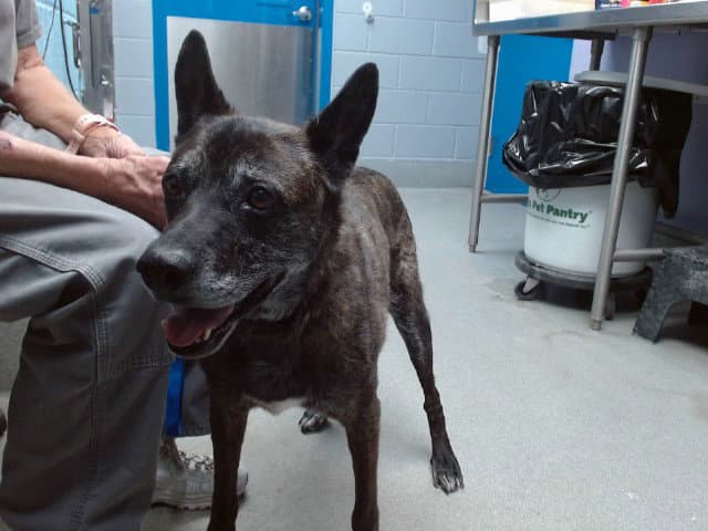 Ruport - German Shepherd Dog