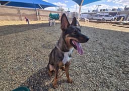Tyson image 1