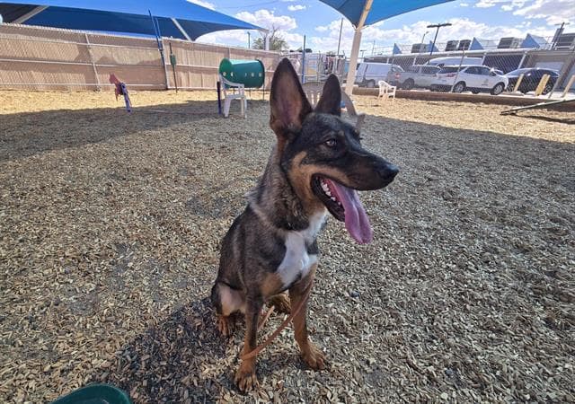 Tyson - German Shepherd Dog