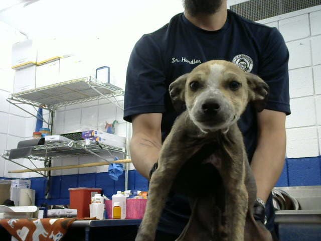 Gru - Australian Cattle Dog/Blue Heeler