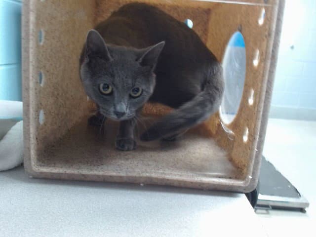 Purdy - Domestic Short Hair