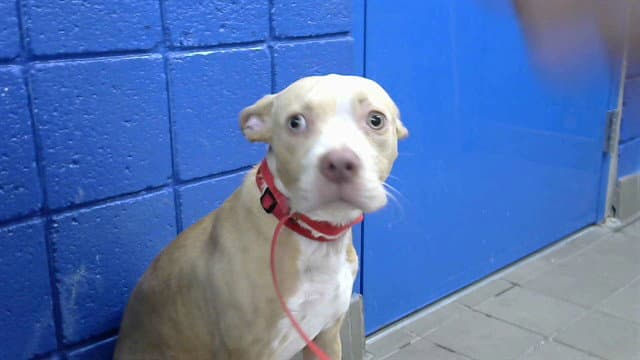 Penta - Staffordshire Bull Terrier