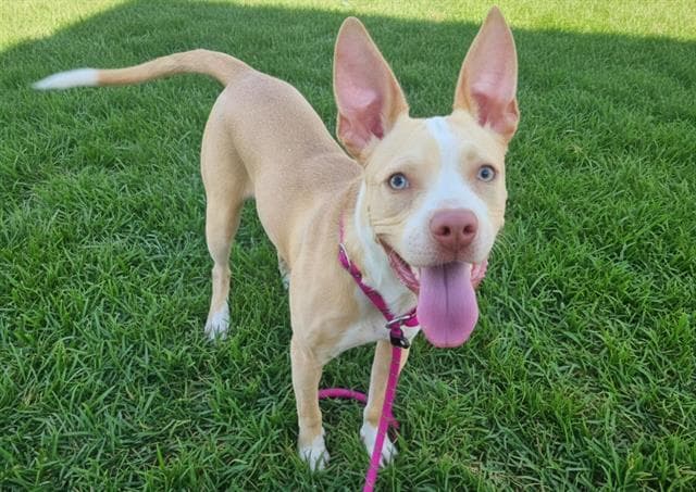 Penta - Staffordshire Bull Terrier