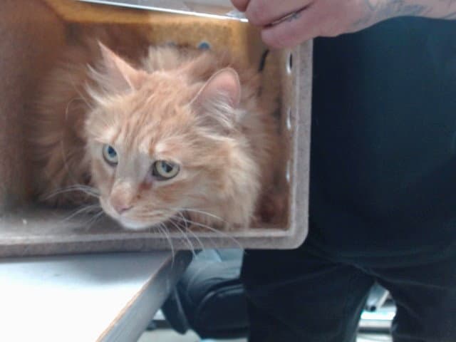Bronco - Domestic Medium Hair