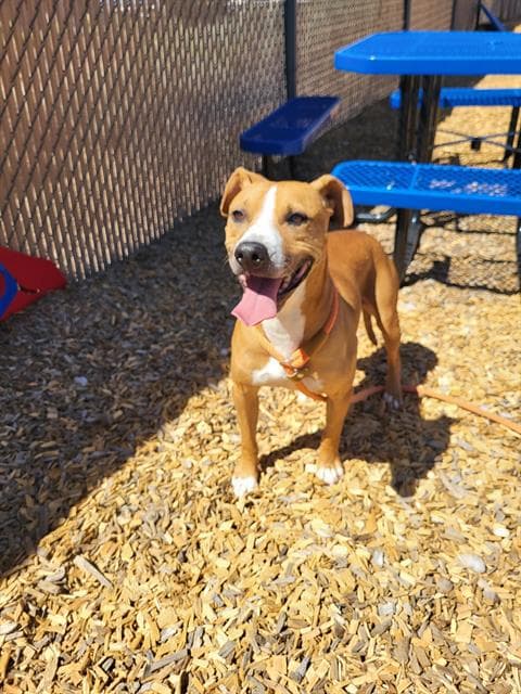 Roman - American Pit Bull Terrier