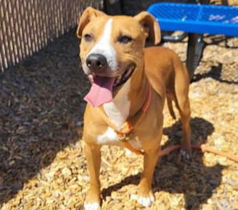 Roman - American Pit Bull Terrier