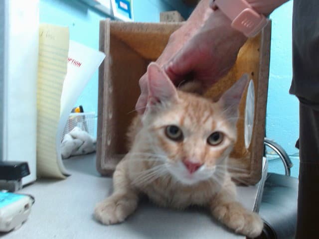 Fob - Domestic Medium Hair