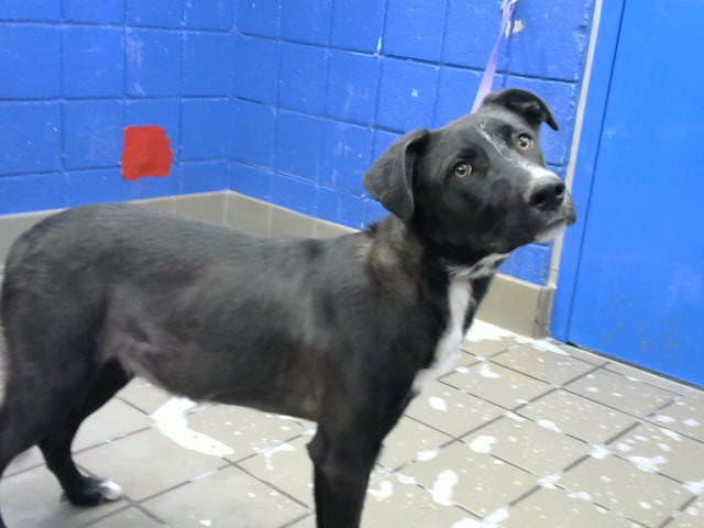 Texas - Labrador Retriever