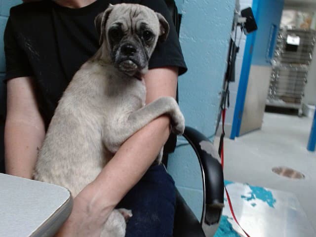 Wilbert - Pug