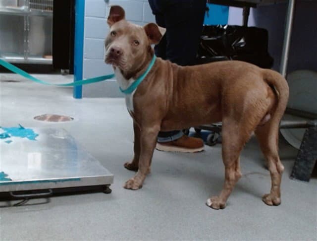 Fredrick - American Pit Bull Terrier