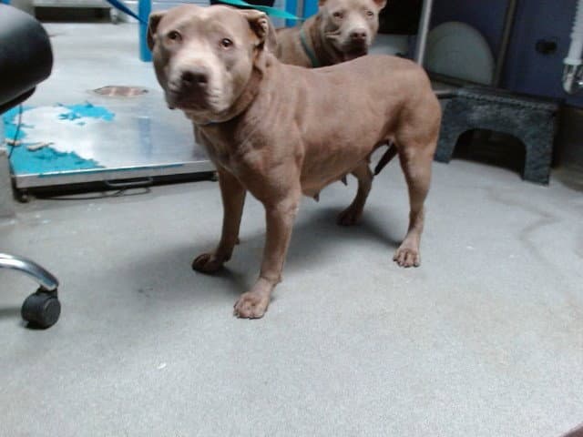 Francine - American Pit Bull Terrier