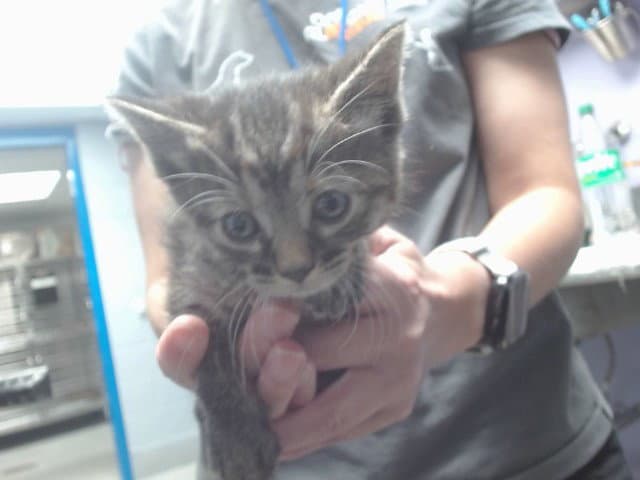 Wanda - Domestic Short Hair