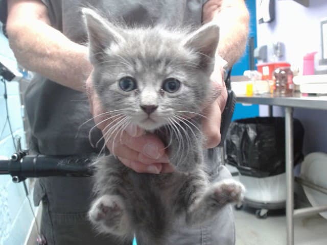 Yolanda - Domestic Short Hair