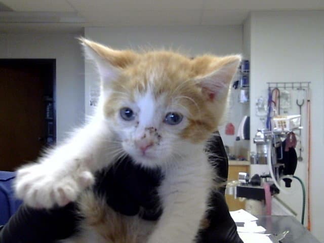 Dipper - Domestic Short Hair