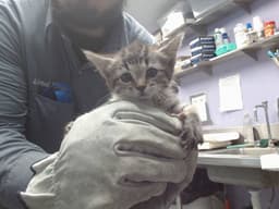 Gato image 1
