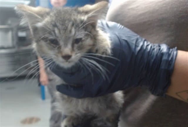 Ibex - Domestic Short Hair