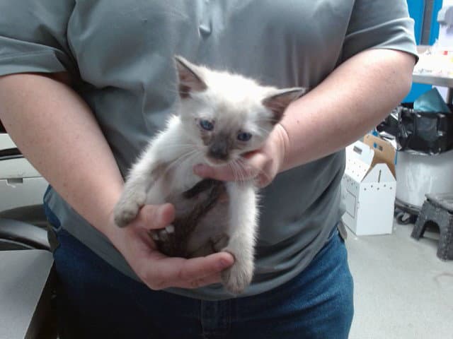 Pete - Domestic Short Hair