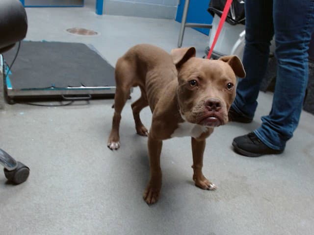 Drogo - American Pit Bull Terrier