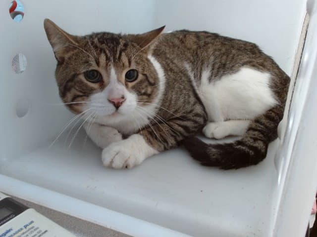 Cane - Domestic Short Hair