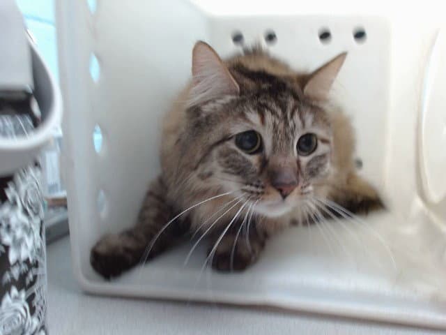 Hazel - Domestic Medium Hair