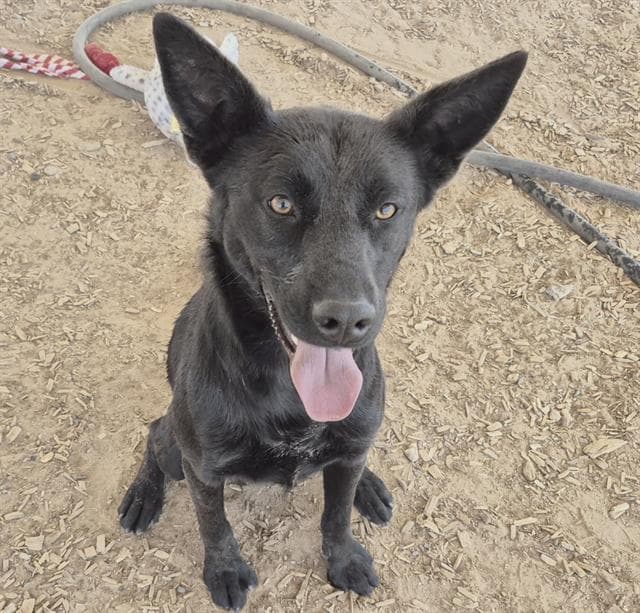 Licorice - Labrador Retriever