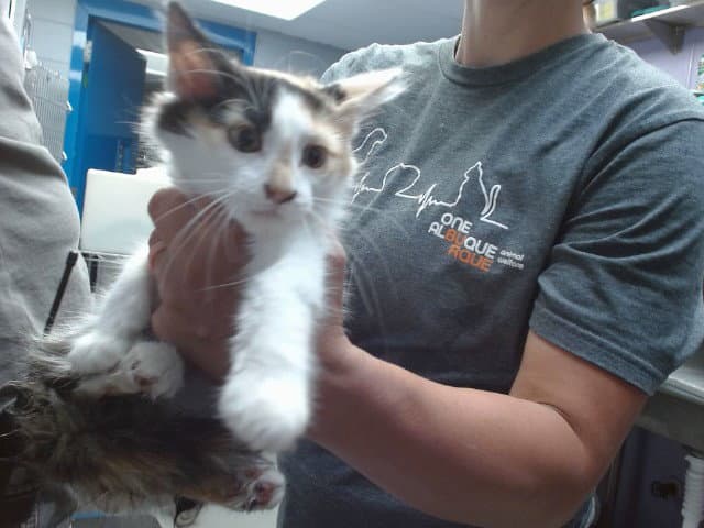 Wren - Domestic Short Hair