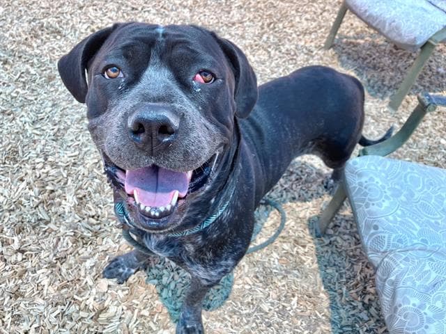Majesty - Cane Corso Mastiff