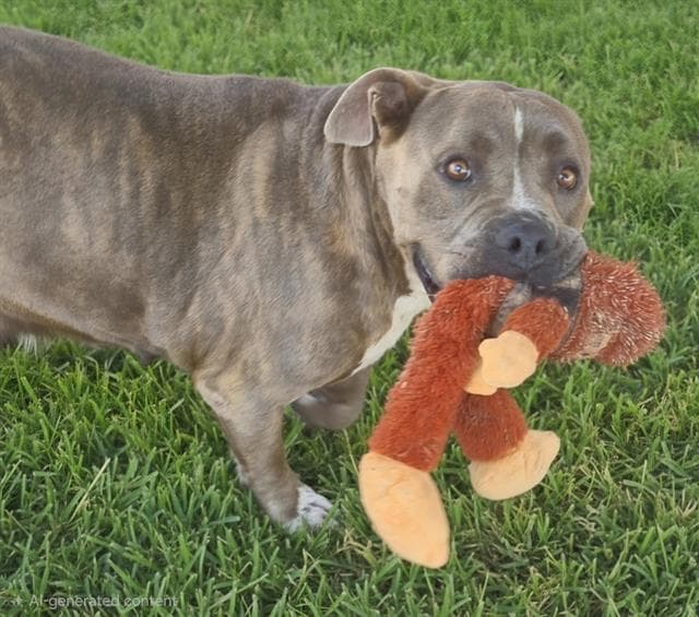 Chapita - American Bulldog