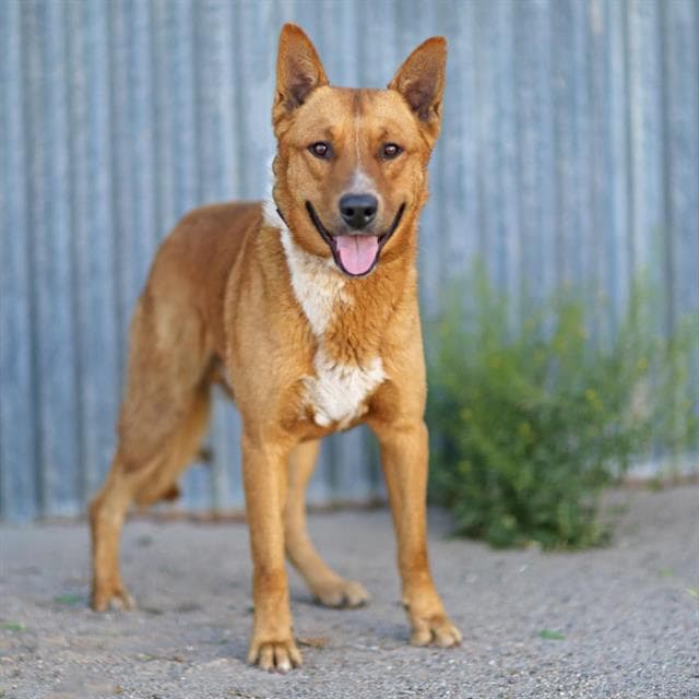 Coda - German Shepherd Dog