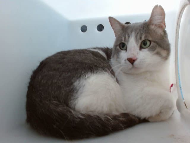 Bub - Domestic Short Hair