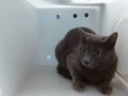 Bella image 1