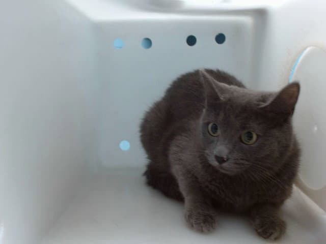 Bella - Domestic Short Hair