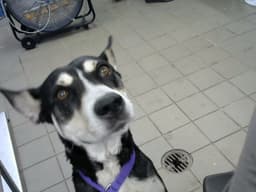 Bella image 1