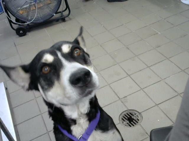 Bella - Husky