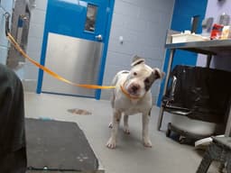 Brody image 1