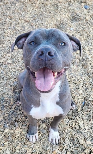 Leroy - American Pit Bull Terrier