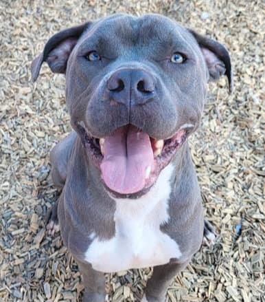 Leroy - American Pit Bull Terrier
