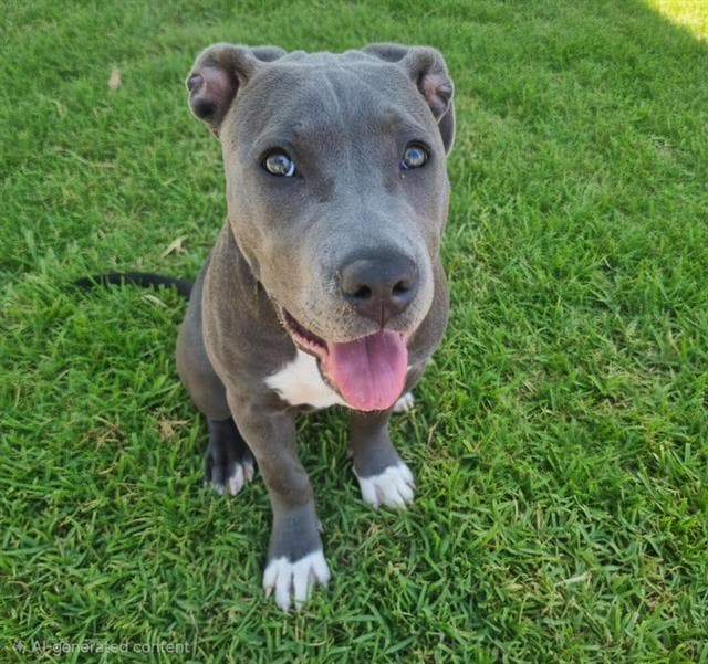 Chick - American Pit Bull Terrier