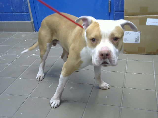 Goonie - American Pit Bull Terrier