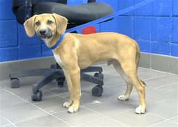 Sammy image 1