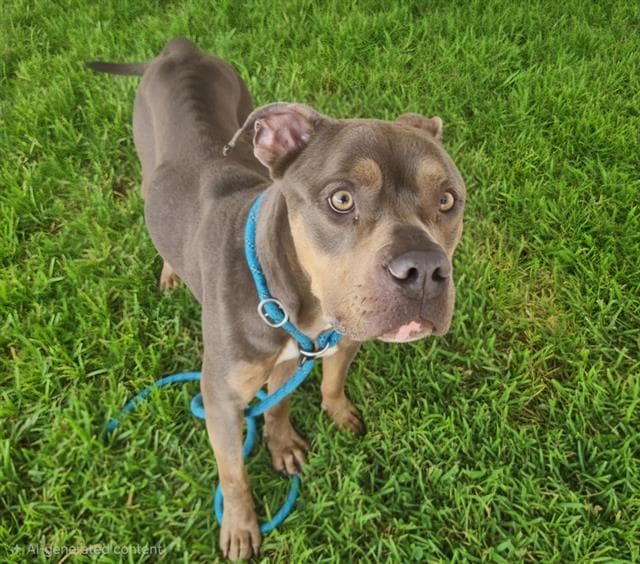 Kovu - American Pit Bull Terrier