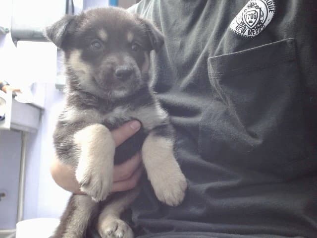 June - Australian Cattle Dog/Blue Heeler
