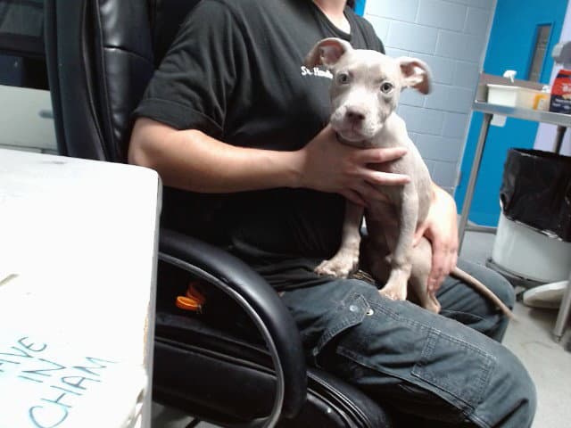Peanut - American Pit Bull Terrier