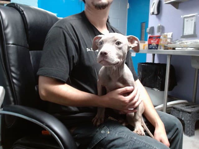 Walnut - American Pit Bull Terrier
